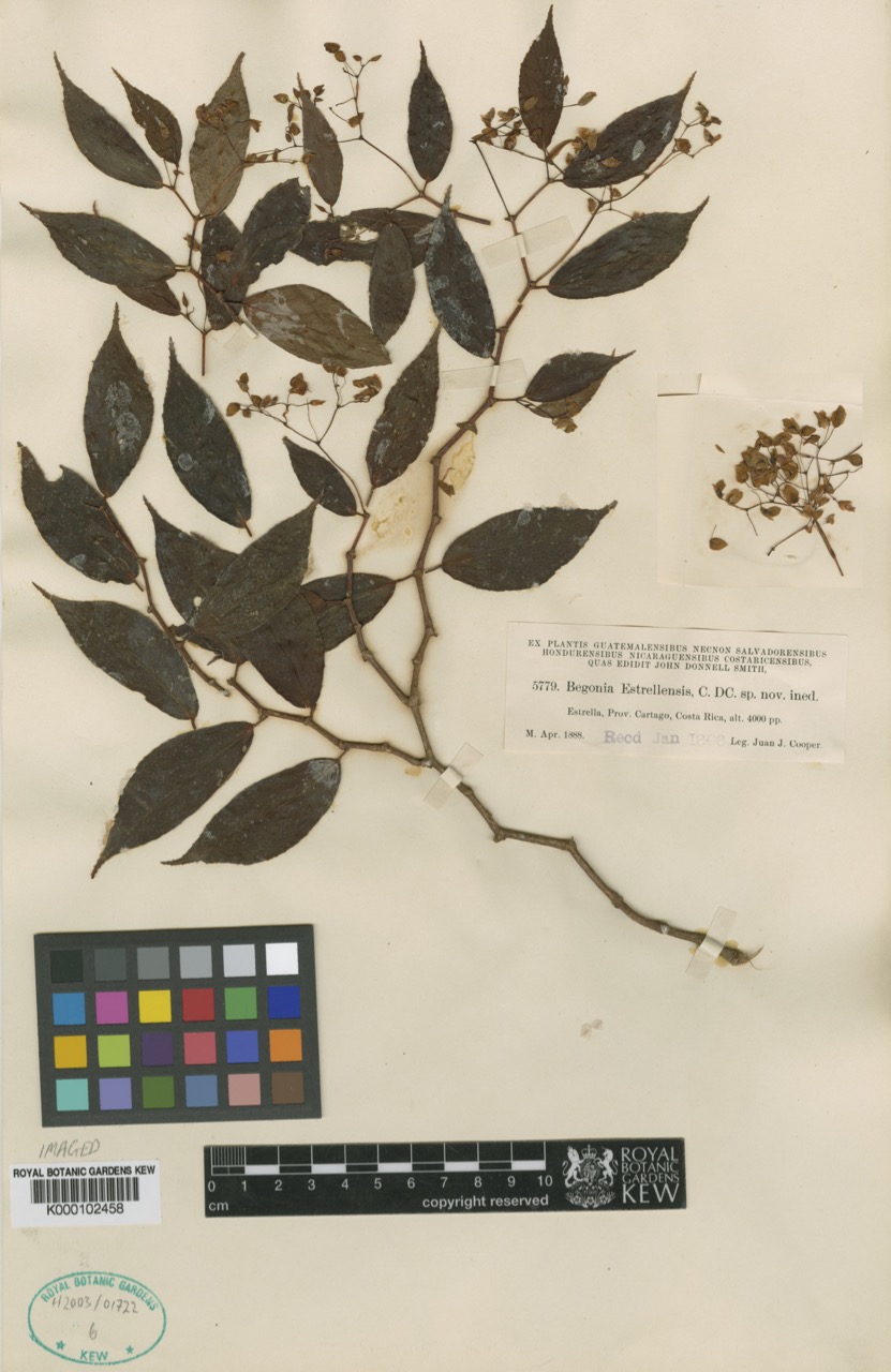 B. estrellensis